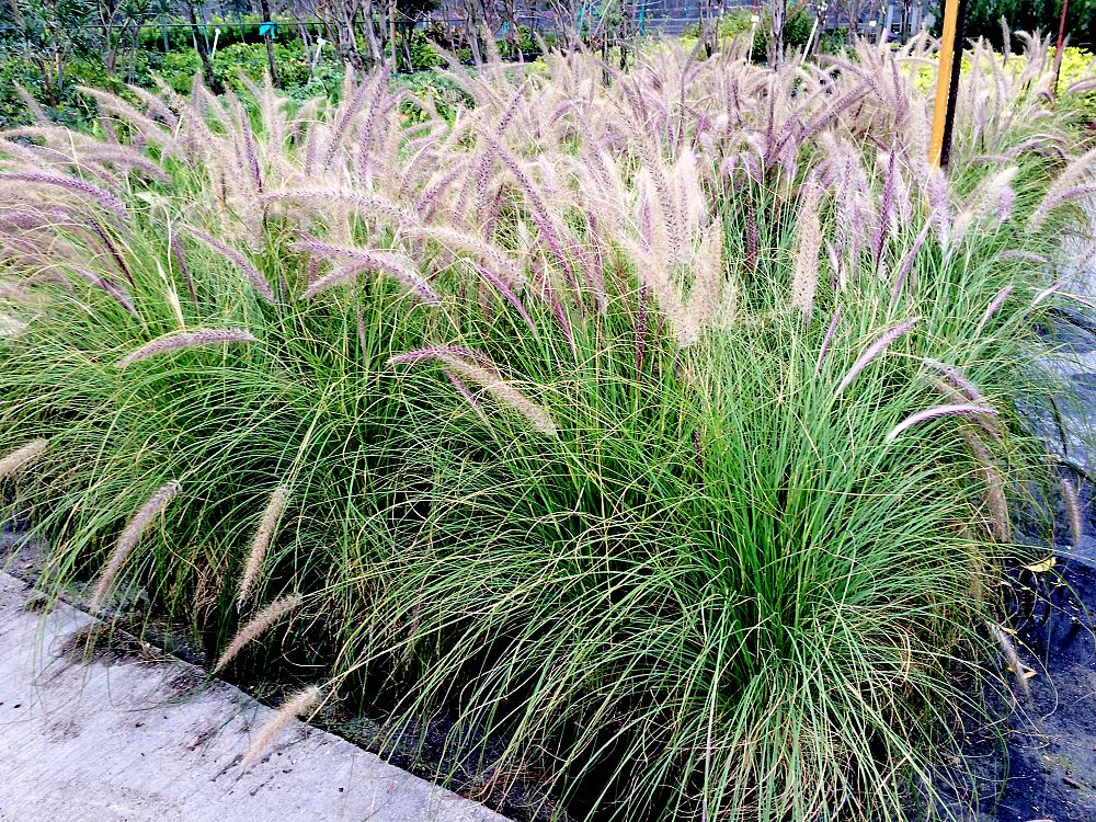 pennisetum-setaceum-alba-white-fountain-grass
