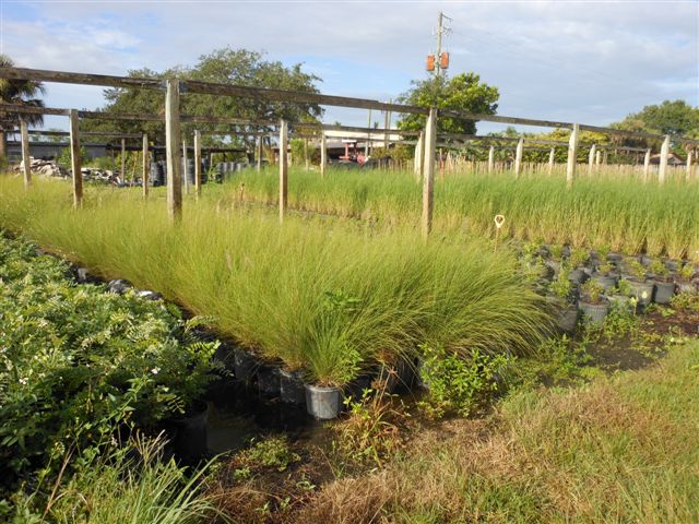 pennisetum-setaceum-alba-white-fountain-grass
