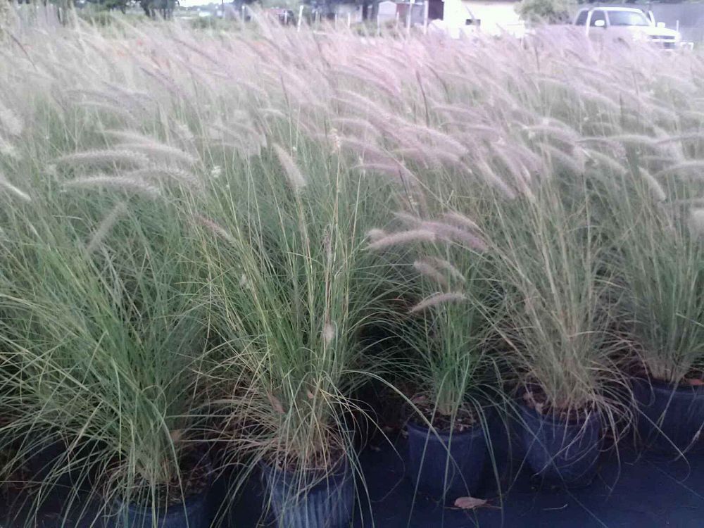 pennisetum-setaceum-alba-white-fountain-grass