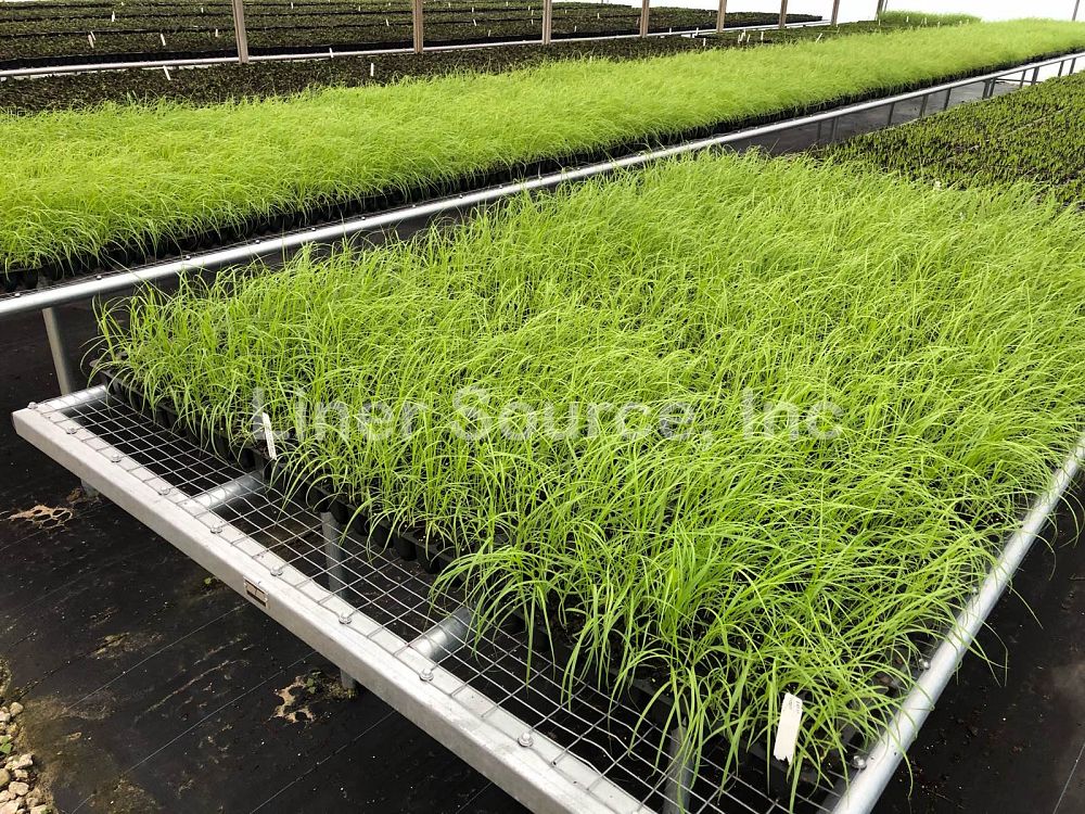pennisetum-setaceum-alba-white-fountain-grass