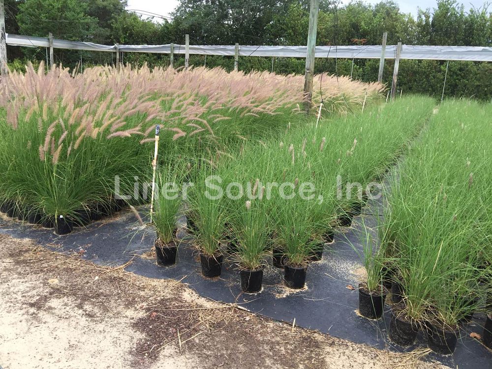 pennisetum-setaceum-alba-white-fountain-grass
