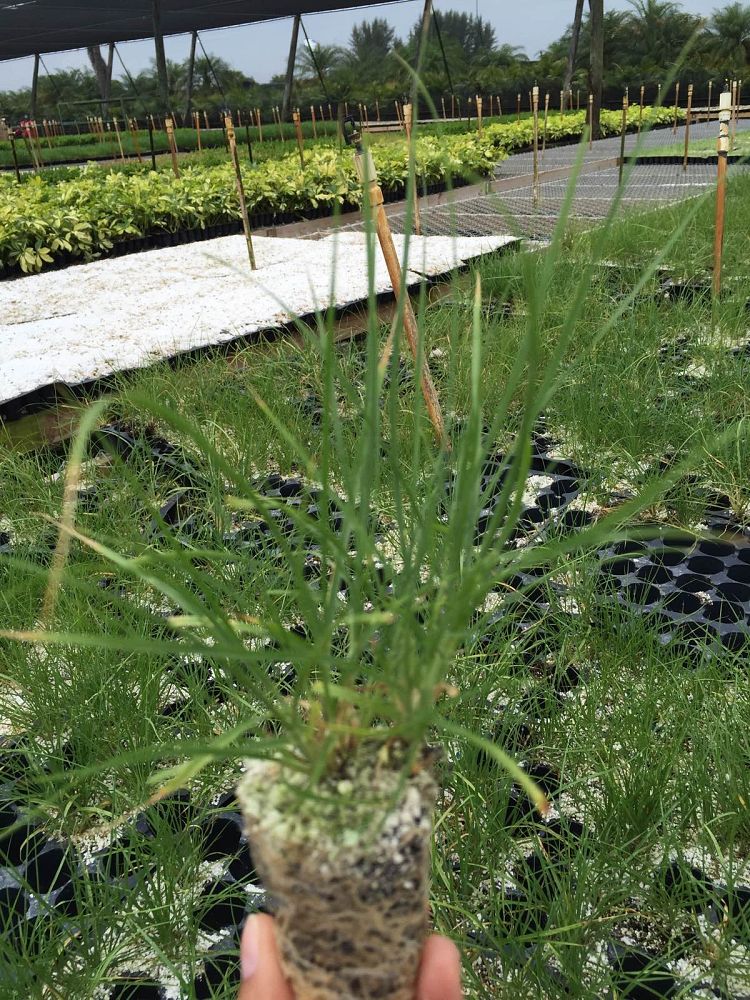 pennisetum-setaceum-alba-white-fountain-grass