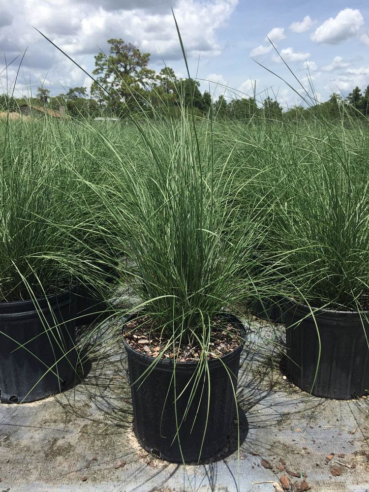 pennisetum-setaceum-alba-white-fountain-grass