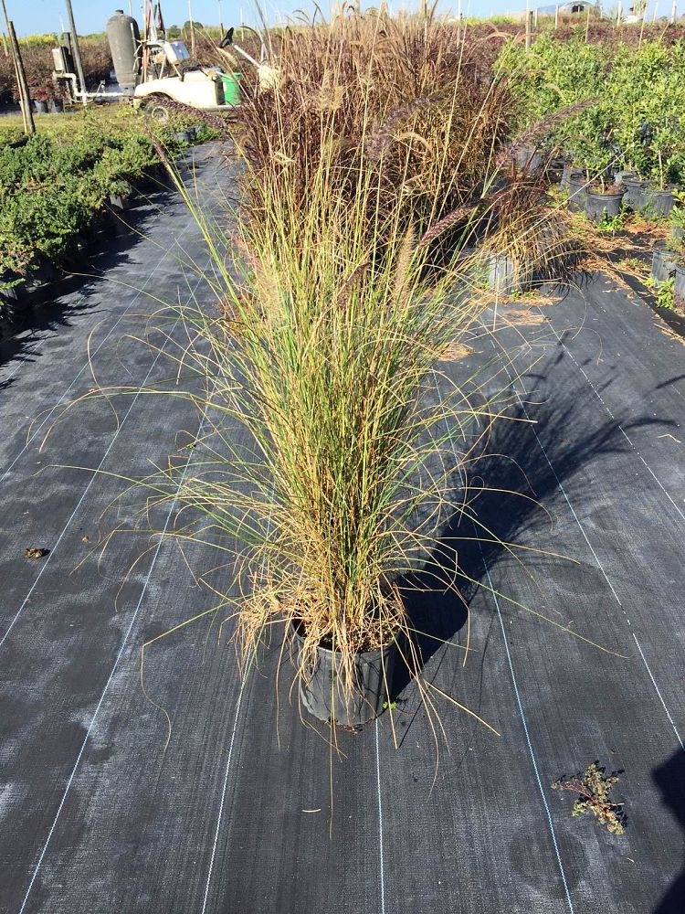 pennisetum-setaceum-alba-white-fountain-grass