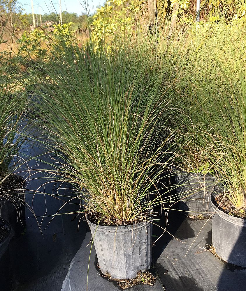 pennisetum-setaceum-alba-white-fountain-grass