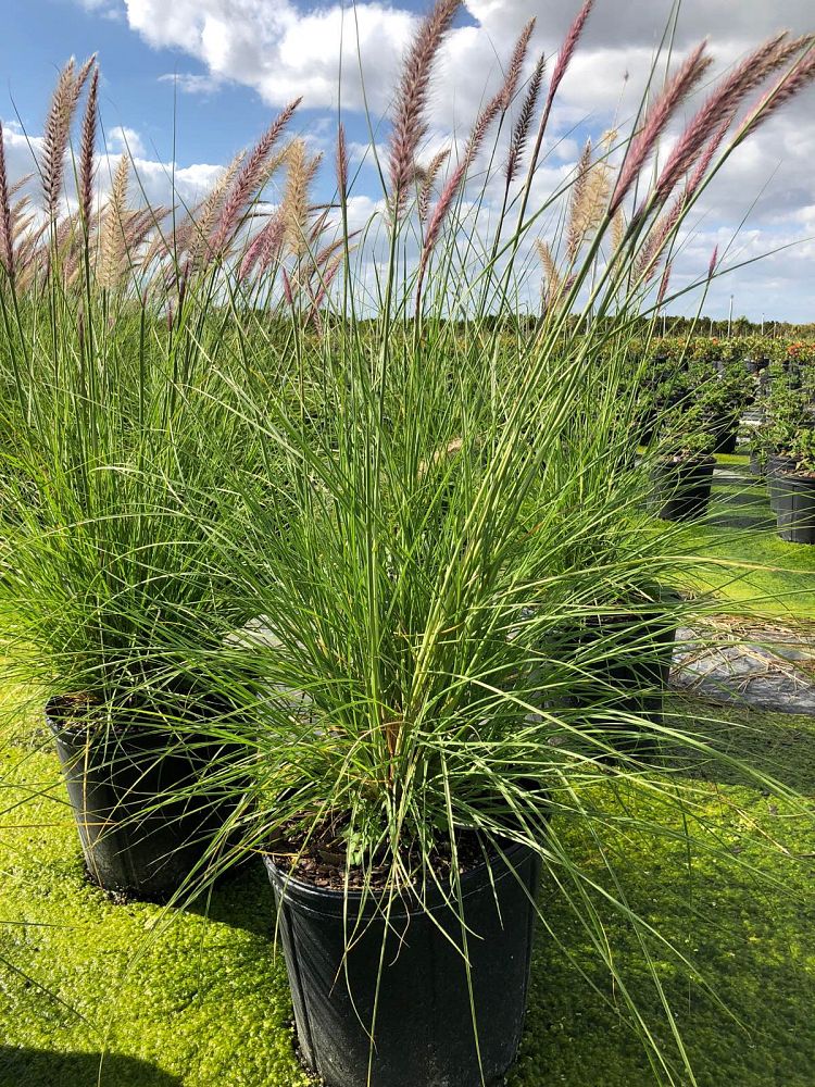 pennisetum-setaceum-alba-white-fountain-grass
