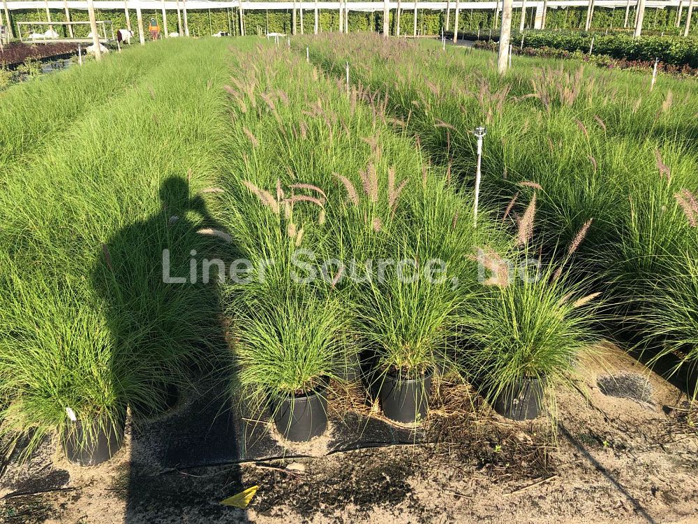 pennisetum-setaceum-alba-white-fountain-grass