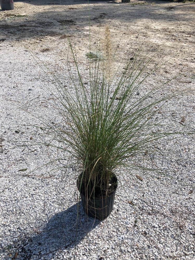 pennisetum-setaceum-alba-white-fountain-grass