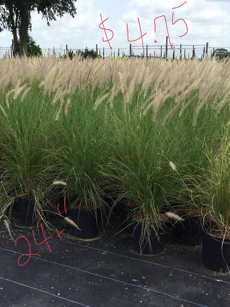 pennisetum-setaceum-alba-white-fountain-grass