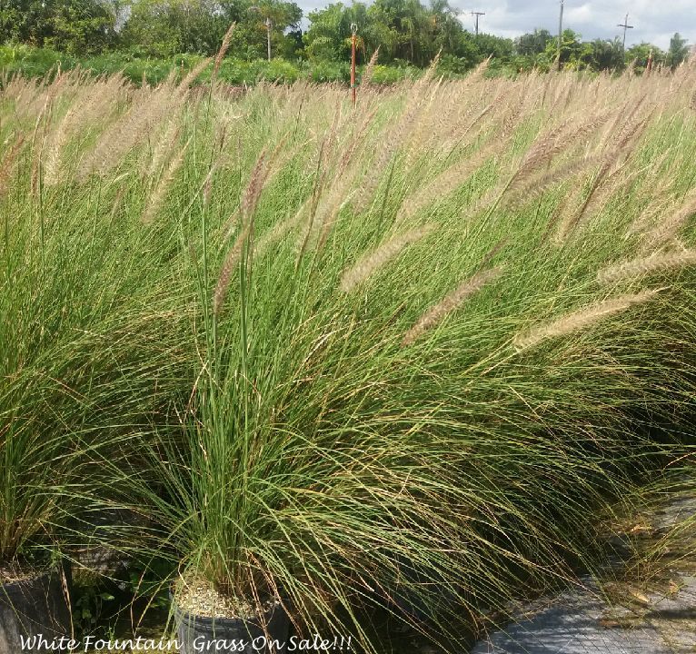 pennisetum-setaceum-alba-white-fountain-grass