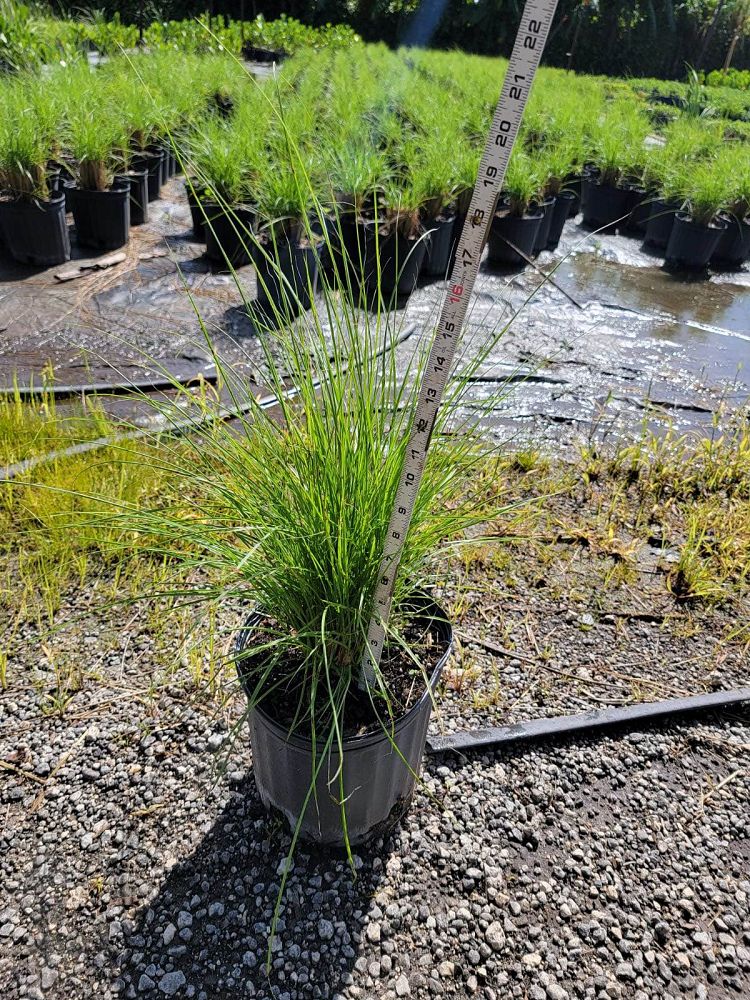 pennisetum-setaceum-alba-white-fountain-grass