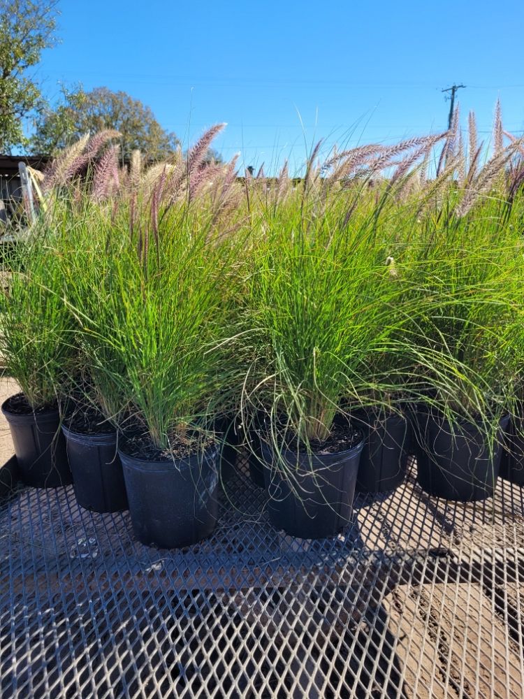 pennisetum-setaceum-alba-white-fountain-grass