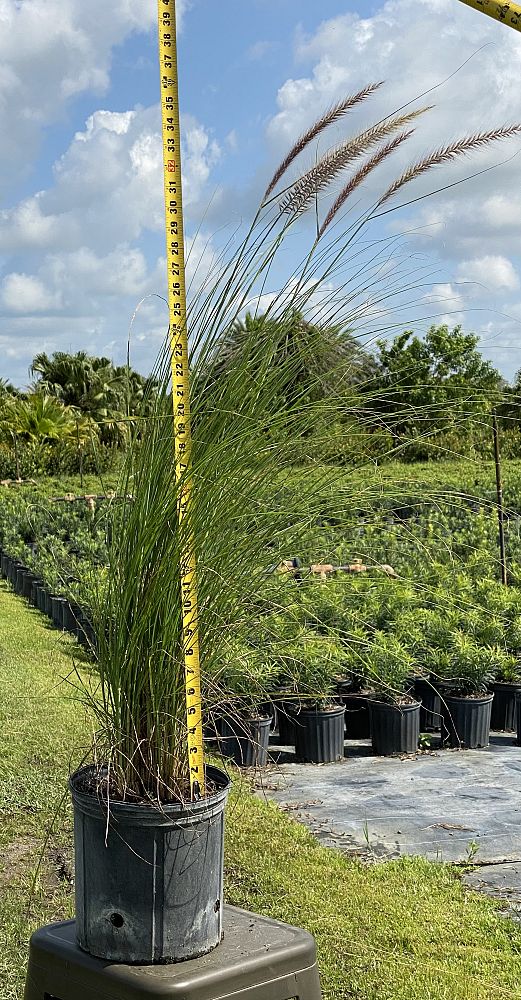 pennisetum-setaceum-alba-white-fountain-grass