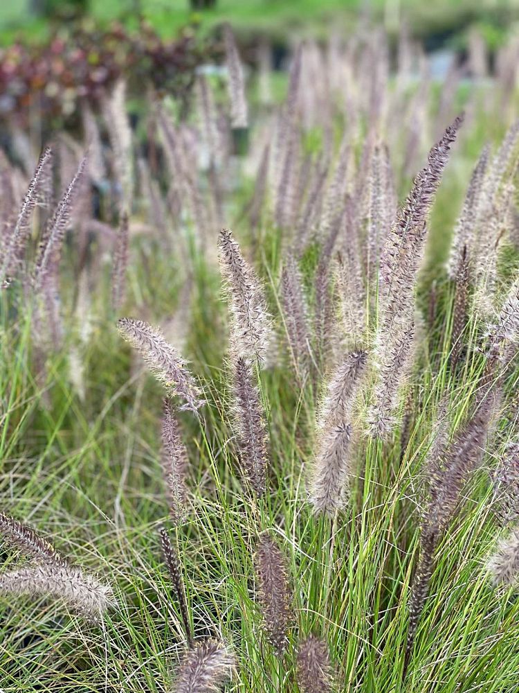 pennisetum-setaceum-alba-white-fountain-grass
