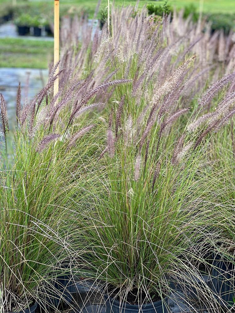 pennisetum-setaceum-alba-white-fountain-grass