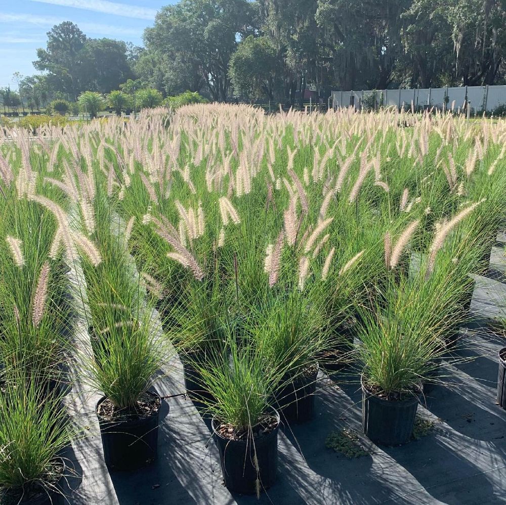 pennisetum-setaceum-alba-white-fountain-grass