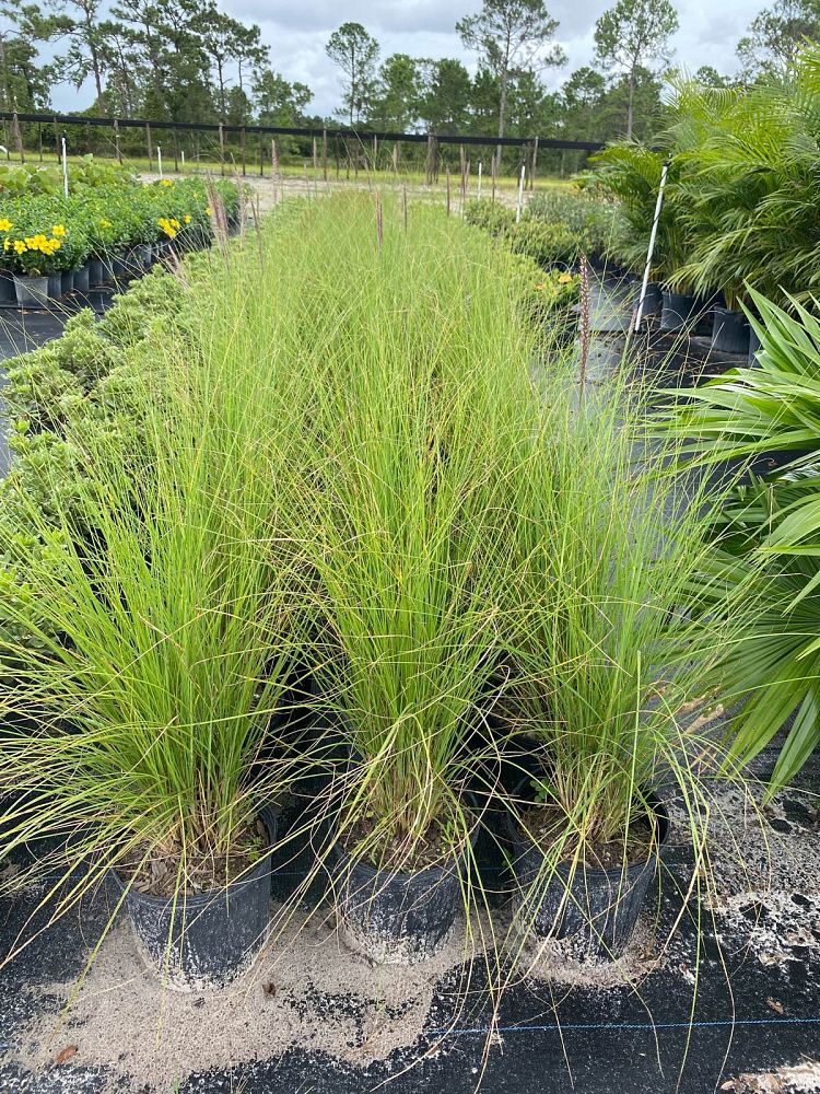 pennisetum-setaceum-alba-white-fountain-grass