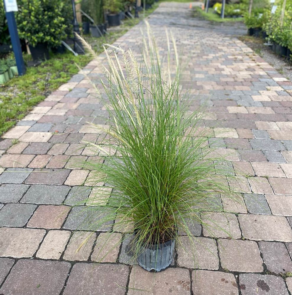 pennisetum-setaceum-alba-white-fountain-grass