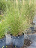 pennisetum-setaceum-alba-white-fountain-grass