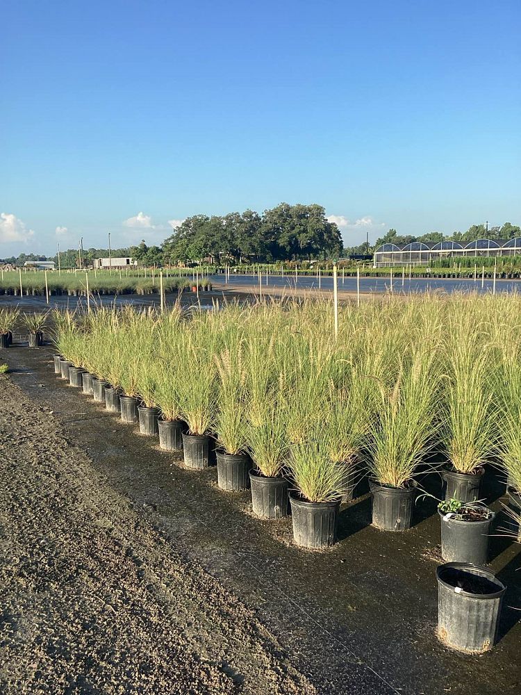 pennisetum-setaceum-alba-white-fountain-grass