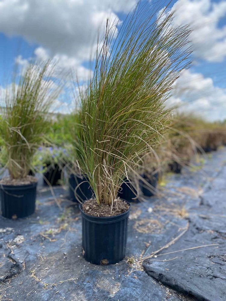 pennisetum-setaceum-alba-white-fountain-grass
