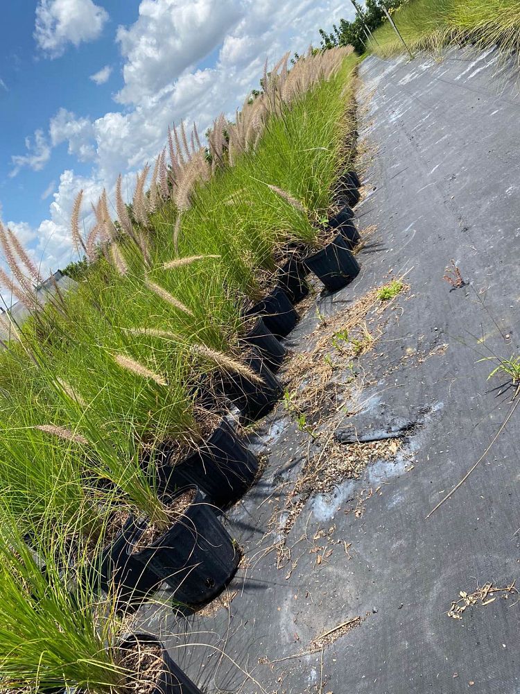 pennisetum-setaceum-alba-white-fountain-grass