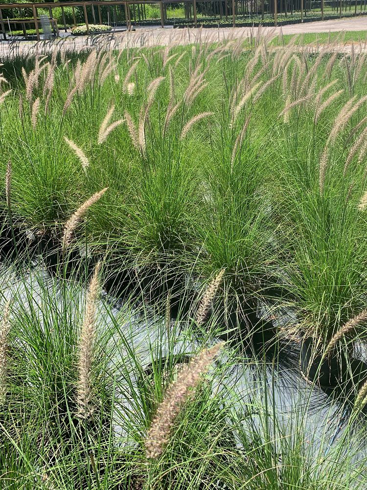pennisetum-setaceum-alba-white-fountain-grass