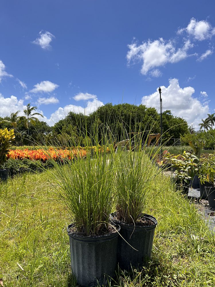 pennisetum-setaceum-alba-white-fountain-grass