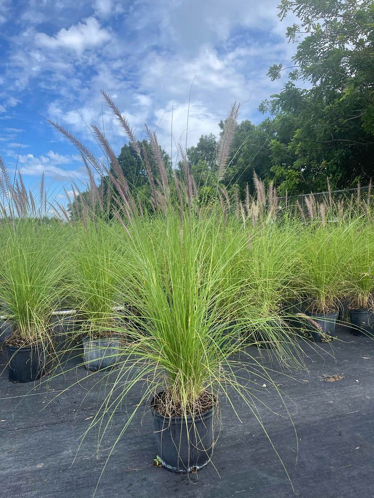 pennisetum-setaceum-alba-white-fountain-grass
