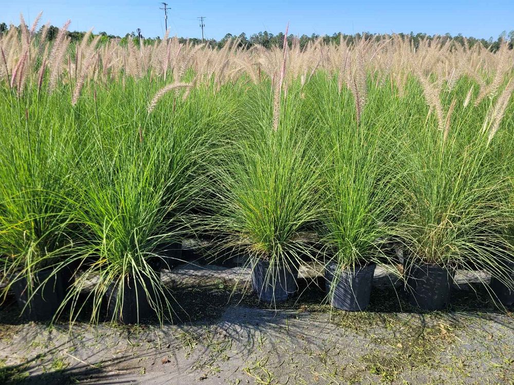 pennisetum-setaceum-alba-white-fountain-grass