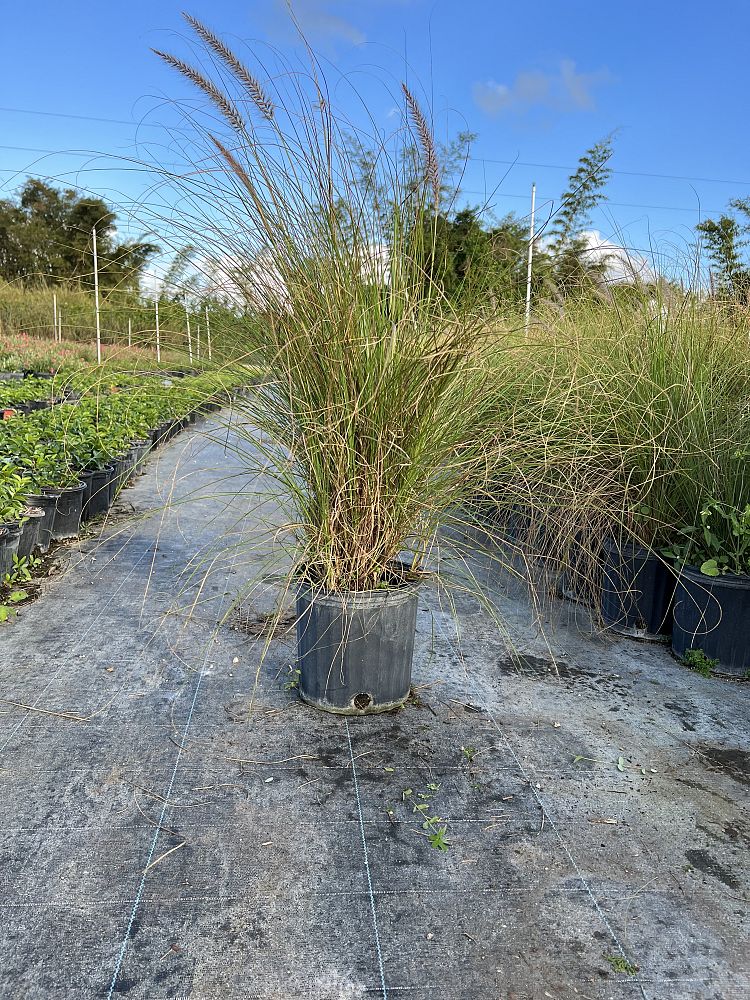 pennisetum-setaceum-alba-white-fountain-grass