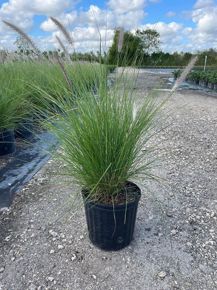 pennisetum-setaceum-alba-white-fountain-grass