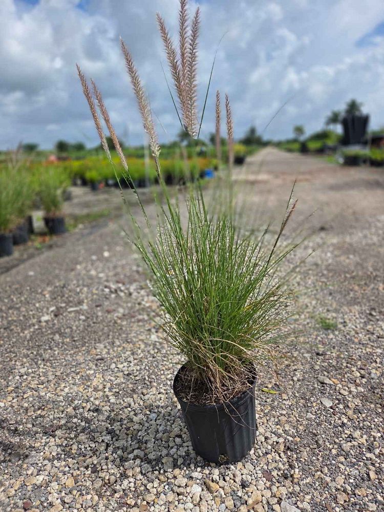 pennisetum-setaceum-alba-white-fountain-grass