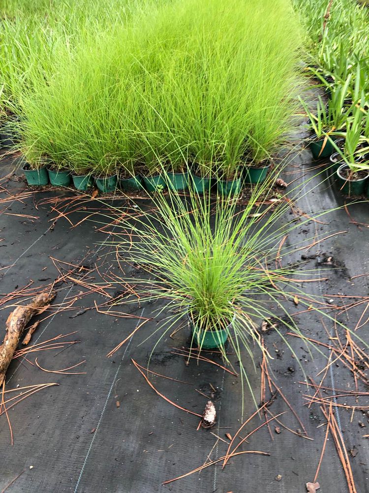 pennisetum-setaceum-alba-white-fountain-grass