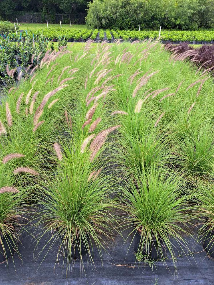 pennisetum-setaceum-alba-white-fountain-grass