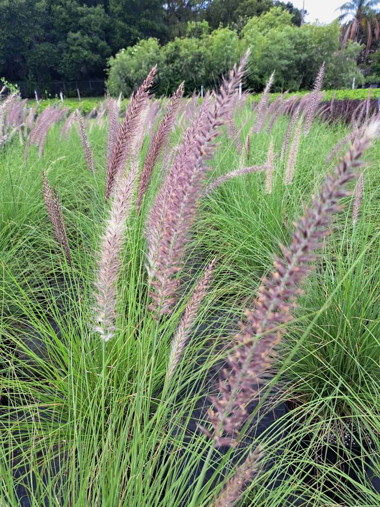 pennisetum-setaceum-alba-white-fountain-grass