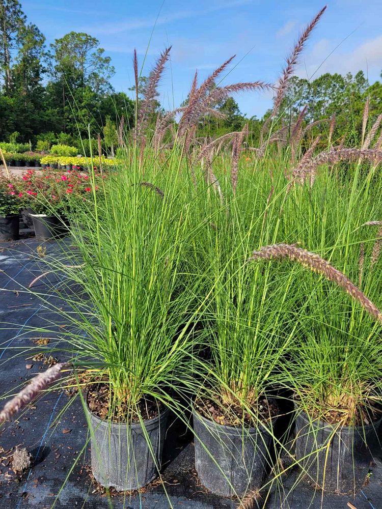 pennisetum-setaceum-alba-white-fountain-grass
