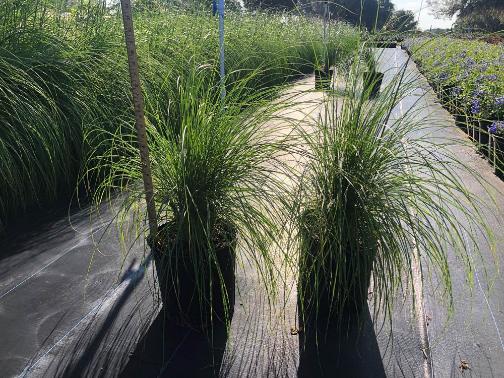 pennisetum-setaceum-alba-white-fountain-grass