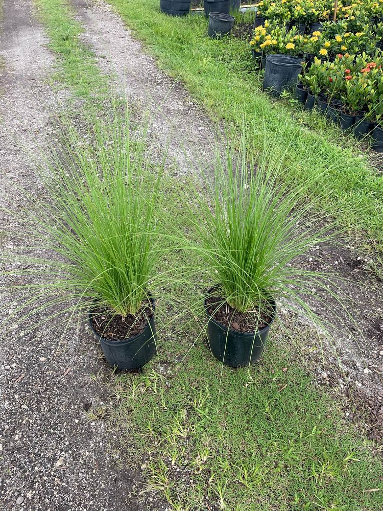 pennisetum-setaceum-alba-white-fountain-grass