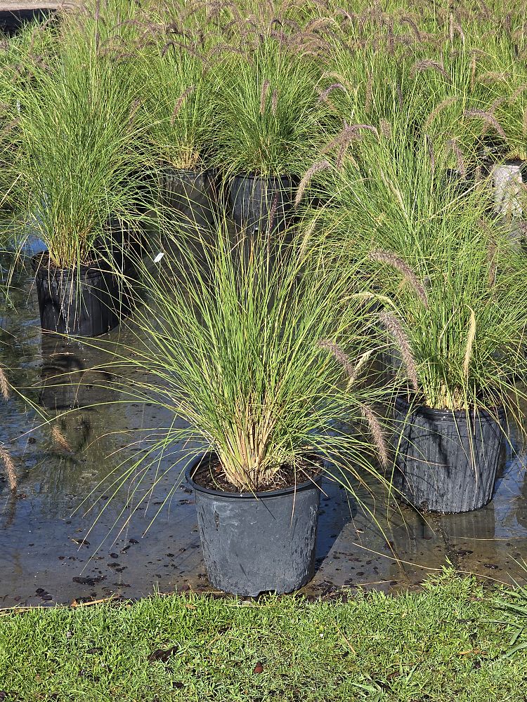 pennisetum-setaceum-alba-white-fountain-grass