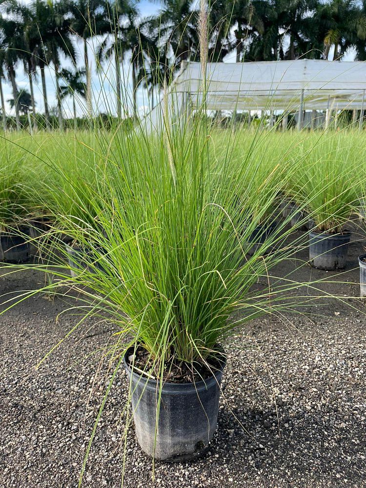 pennisetum-setaceum-alba-white-fountain-grass