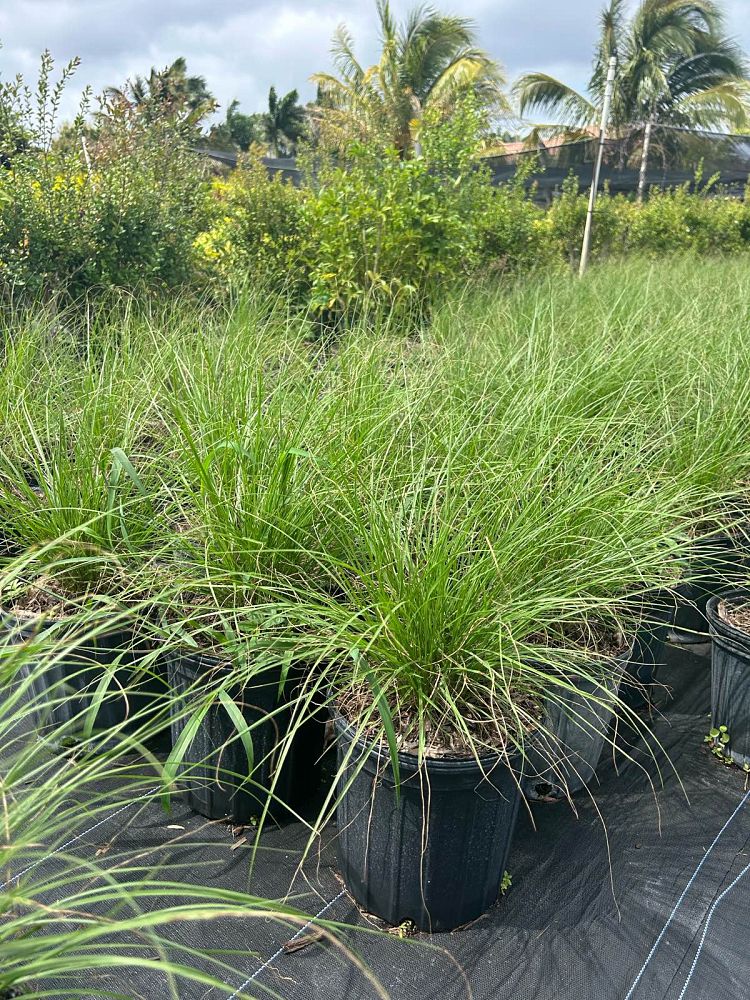 pennisetum-setaceum-alba-white-fountain-grass