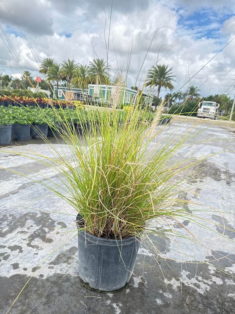 pennisetum-setaceum-alba-white-fountain-grass