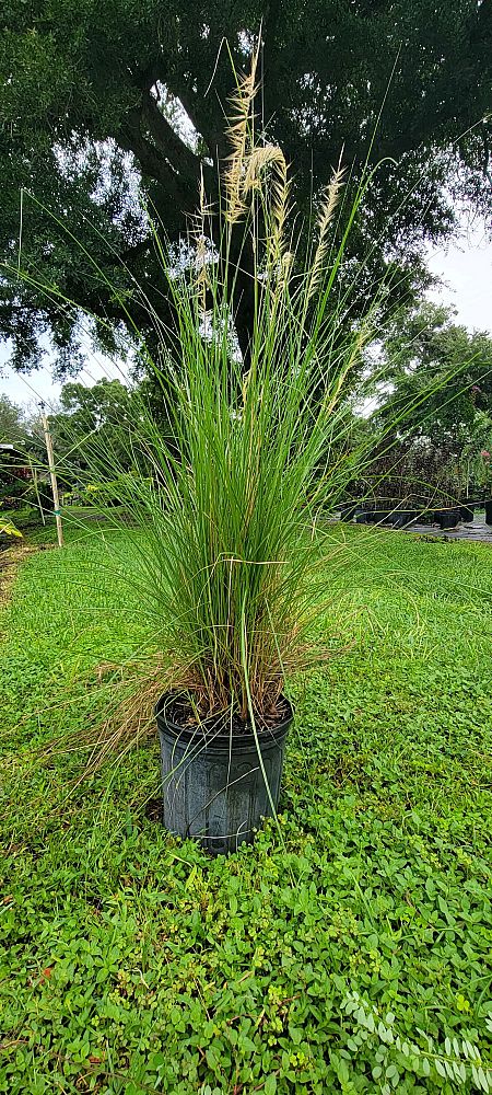 pennisetum-setaceum-alba-white-fountain-grass