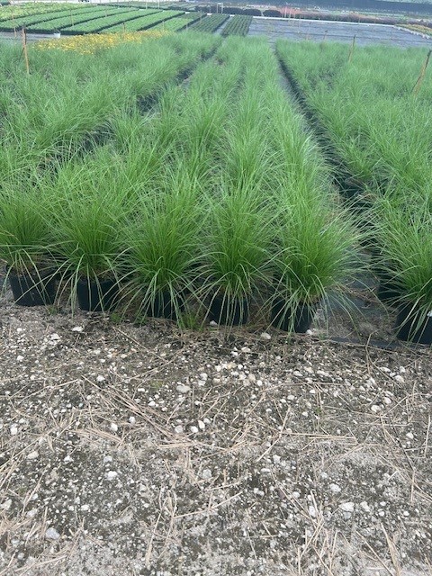 pennisetum-setaceum-alba-white-fountain-grass