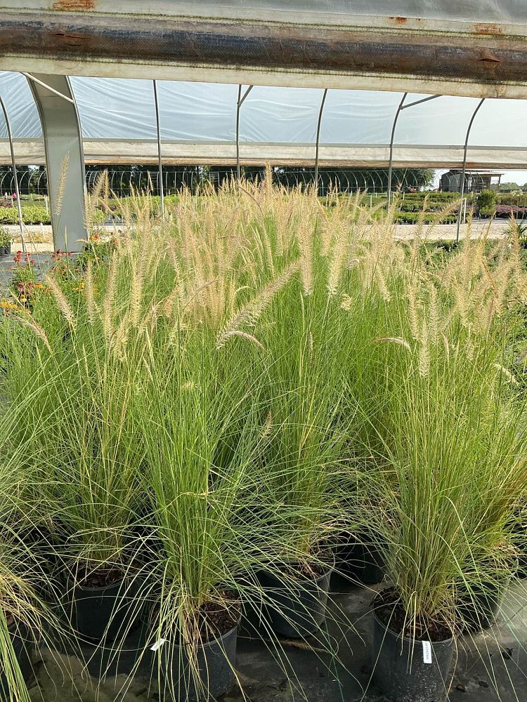 pennisetum-setaceum-alba-white-fountain-grass