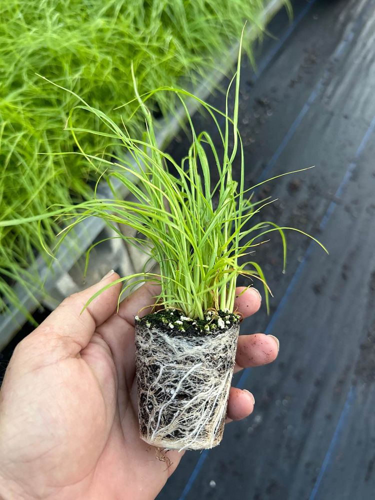 pennisetum-setaceum-alba-white-fountain-grass