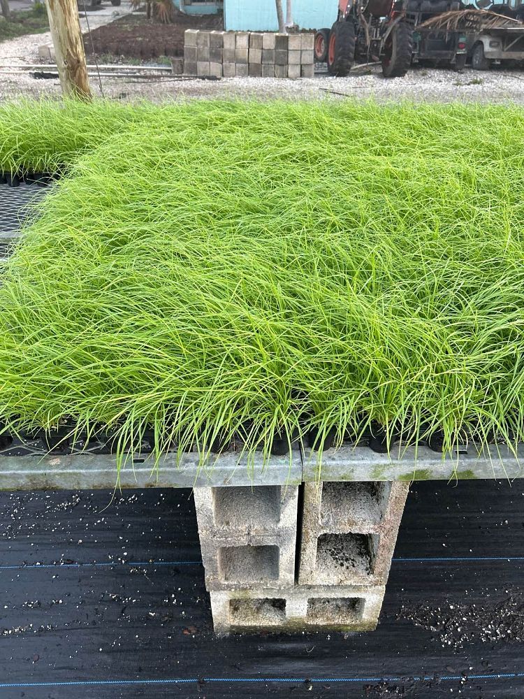 pennisetum-setaceum-alba-white-fountain-grass