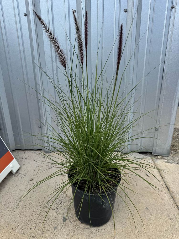 pennisetum-setaceum-alba-white-fountain-grass