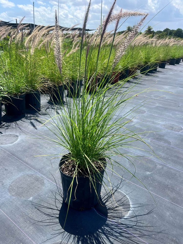 pennisetum-setaceum-alba-white-fountain-grass